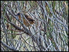Click here to enter gallery and see photos/pictures/images of Southern Emuwren