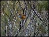 southern_emuwren_164433