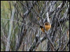 southern_emuwren_164445