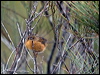 southern_emuwren_164449