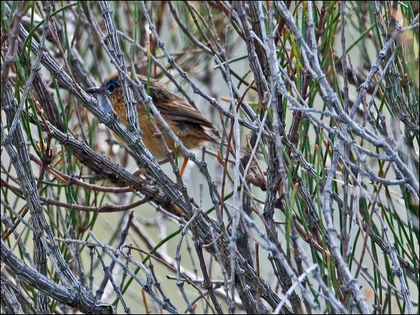 Southern Emu-wren southern_emuwren_164104.psd