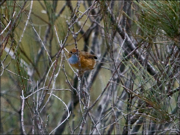 Southern Emu-wren southern_emuwren_164433.psd