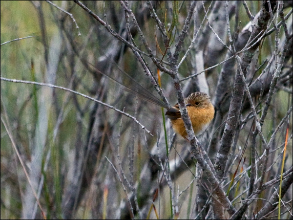Southern Emu-wren southern_emuwren_164445.psd