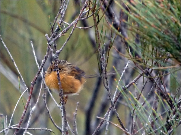 Southern Emu-wren southern_emuwren_164449.psd