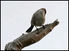 splendid_fairywren_38598