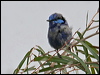 splendid_fairywren_38620