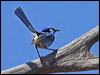 splendid_fairywren_81801