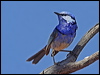 splendid_fairywren_81843