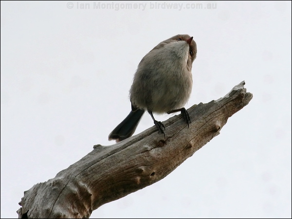 Splendid Fairywren splendid_fairywren_38598.psd