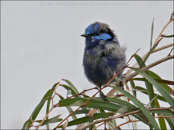 Splendid Fairywren splendid_fairywren_38620.psd