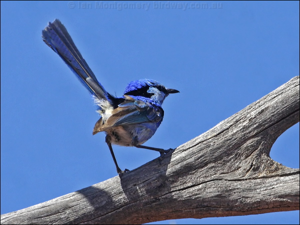 Splendid Fairywren splendid_fairywren_81801.psd