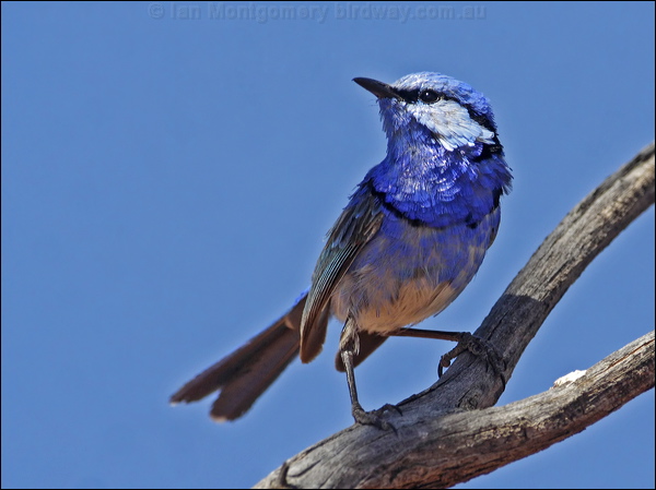 Splendid Fairywren splendid_fairywren_81843.psd