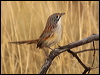 striated_grasswren_rw1844