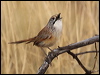 striated_grasswren_rw1867