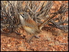 Click here to enter gallery and see photos/pictures/images of Striated/Rusty Grasswren