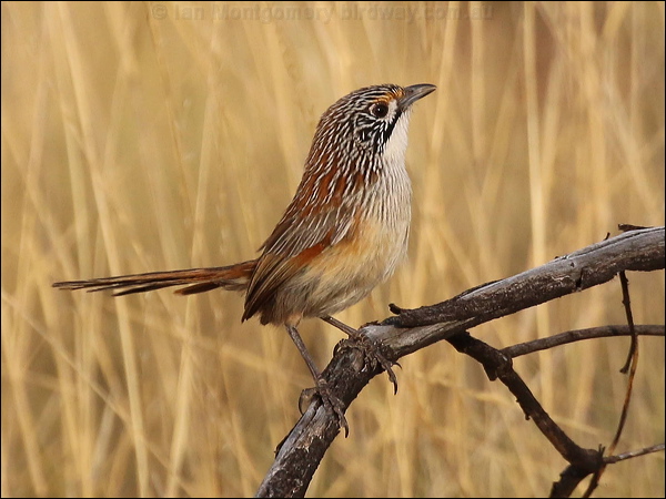 Striated/Rusty Grasswren striated_grasswren_rw1844.JPG