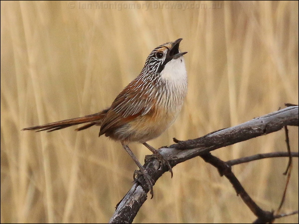 Striated/Rusty Grasswren striated_grasswren_rw1867.JPG