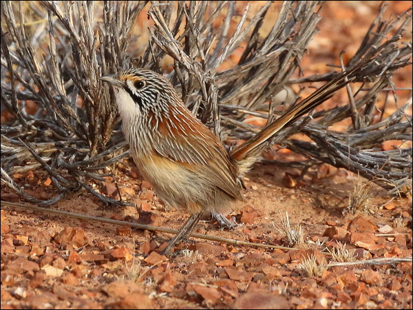 Striated/Rusty Grasswren striated_grasswren_rw1898.JPG
