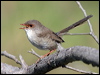 superb_fairywren_05941