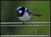 superb_fairywren_08028