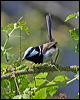 superb_fairywren_11786