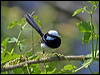 superb_fairywren_11788