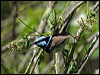 superb_fairywren_11795