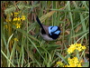 superb_fairywren_128131