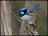 superb_fairywren_128146