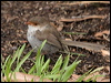superb_fairywren_128152