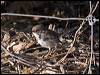 superb_fairywren_163868