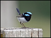 superb_fairywren_59615