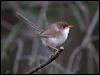 superb_fairywren_98184