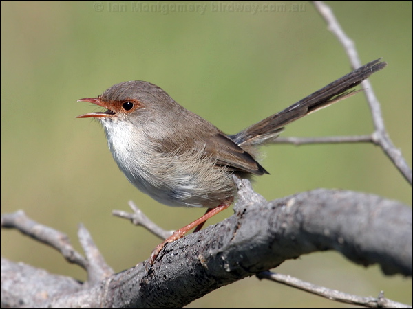 Superb Fairywren superb_fairywren_05941.psd