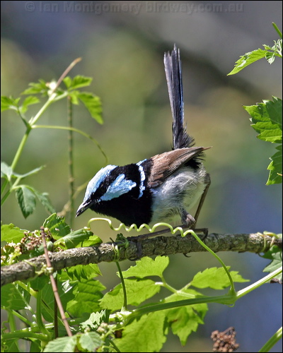 Superb Fairywren superb_fairywren_11786.psd