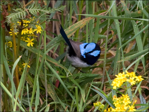 Superb Fairywren superb_fairywren_128131.psd
