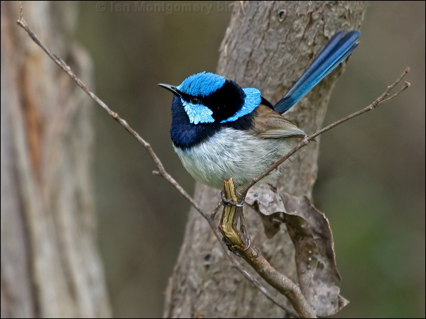 Superb Fairywren superb_fairywren_128146.psd