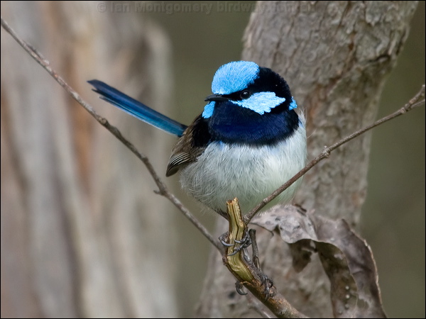 Superb Fairywren superb_fairywren_128150.psd