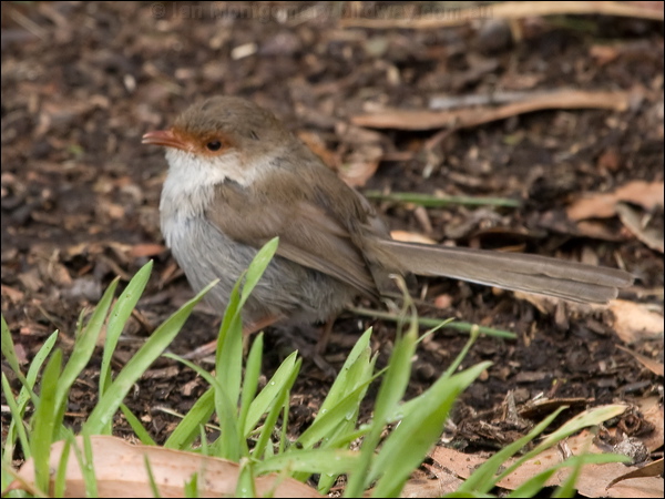 Superb Fairywren superb_fairywren_128152.psd