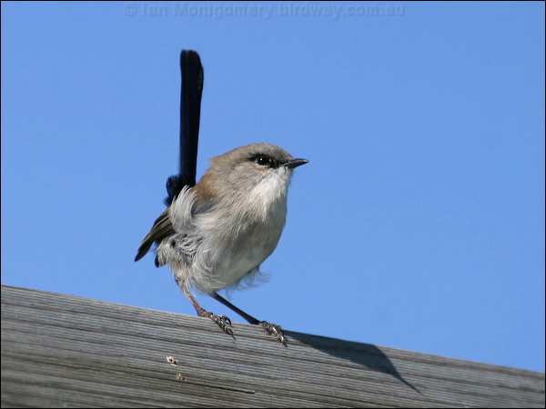 Superb Fairywren superb_fairywren_14025.psd