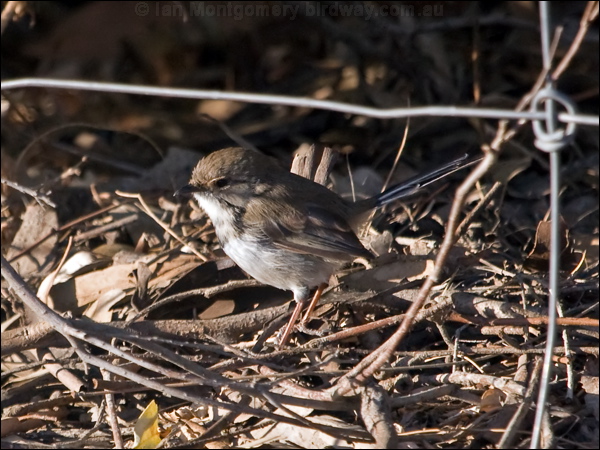 Superb Fairywren superb_fairywren_163868.psd