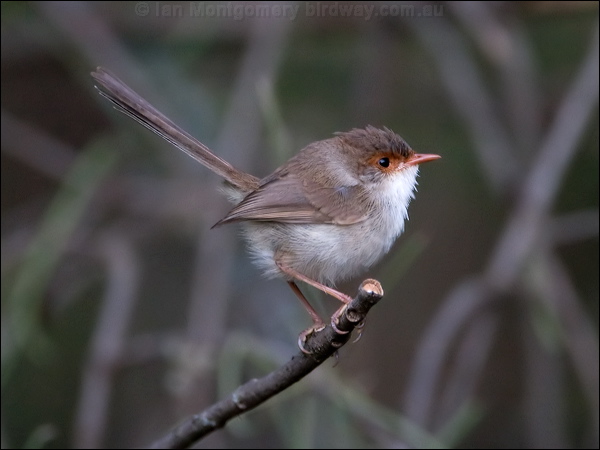 Superb Fairywren superb_fairywren_98184.psd