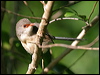 variegated_fairywren_11877