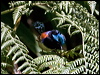 variegatedfairywren_151104