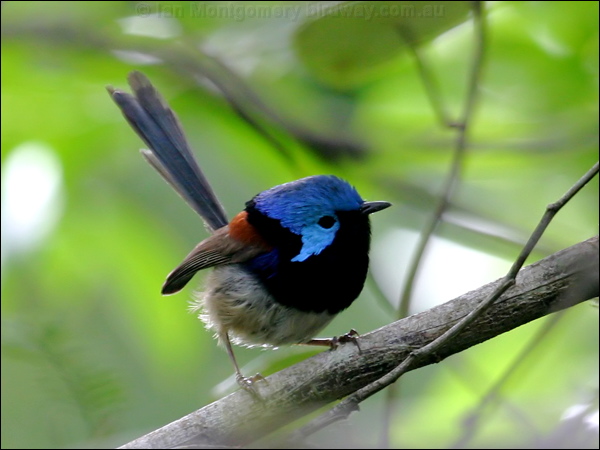 Variegated Fairywren variegated_fairywren_11846.psd