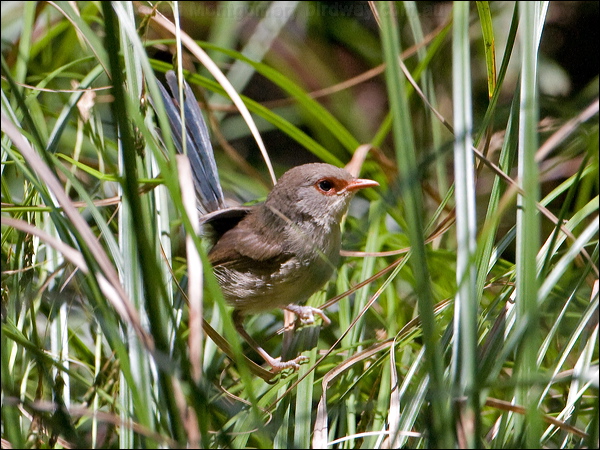 Variegated Fairywren variegatedfairywren_151102.psd