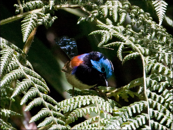 Variegated Fairywren variegatedfairywren_151104.psd