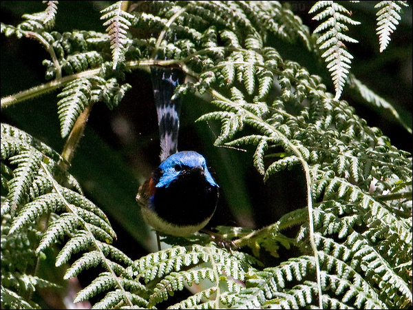 Variegated Fairywren variegatedfairywren_151106.psd