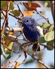 whitewingedfairywren_42525