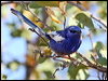 Click here to enter gallery and see photos/pictures/images of White-winged Fairywren